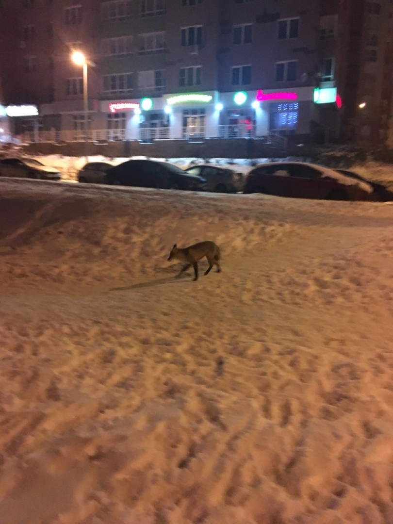 Хитрый лис повадился ходить за пропитанием в ЖК «Цветы» в Нижнем Новгороде (ФОТО)