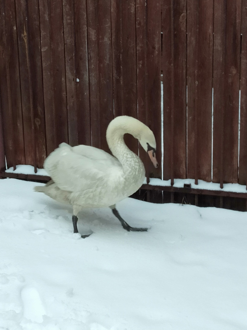Лебедь-шипун, спасенный в Гагинском районе, поселился в нижегородском зоопарке