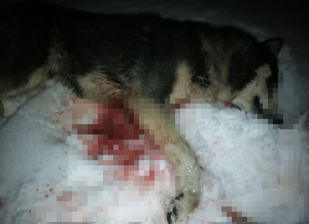 «Бросили на произвол судьбы»: неизвестные расстреляли собаку, охранявшую автостоянку в Нижнем Новгороде