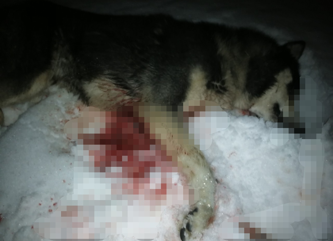 Нижегородская полиция проводит проверку по факту убийства собаки в Сормове
