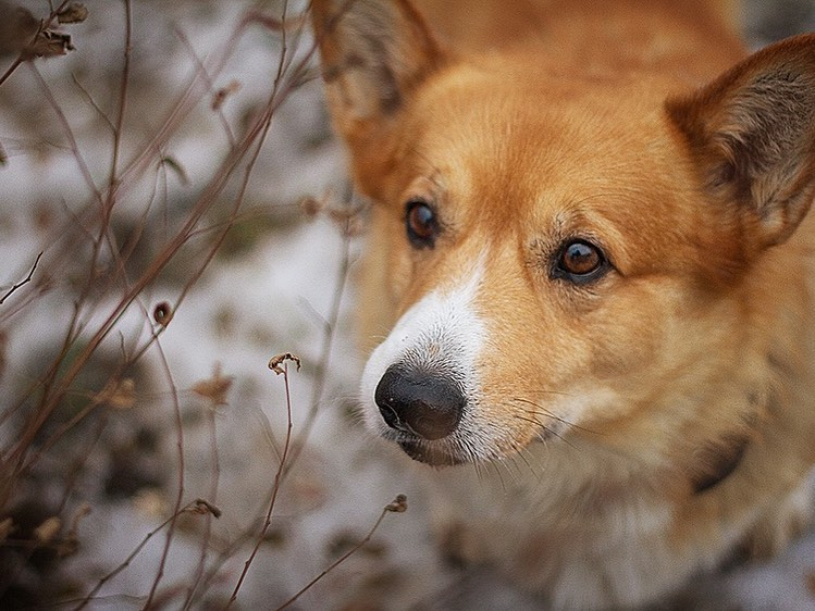 Корги-полицейский Рыжий вошел в тройку лучших служебных собак Нижегородской области (ФОТО)