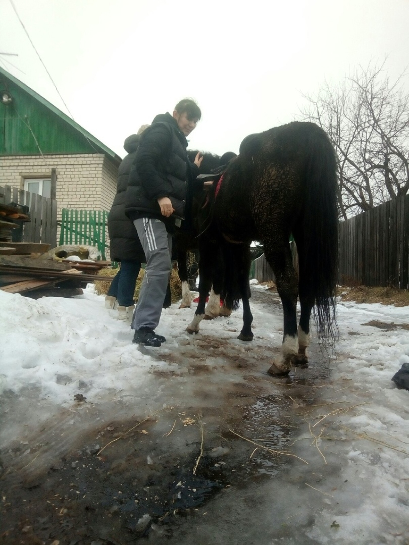 На территории частной конюшни в Дзержинске нашли останки погибших лошадей