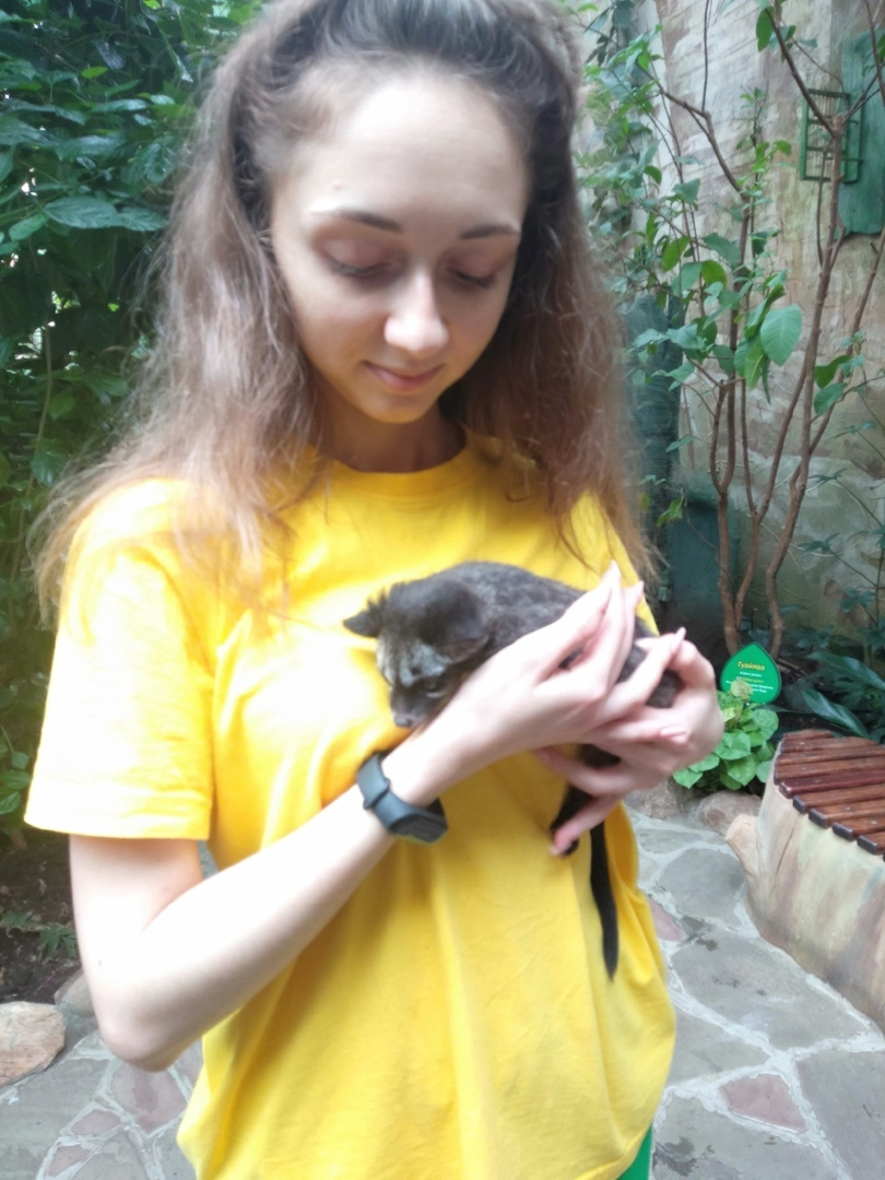 Месячного малыша хищной циветты выкармливают в нижегородском зоопарке