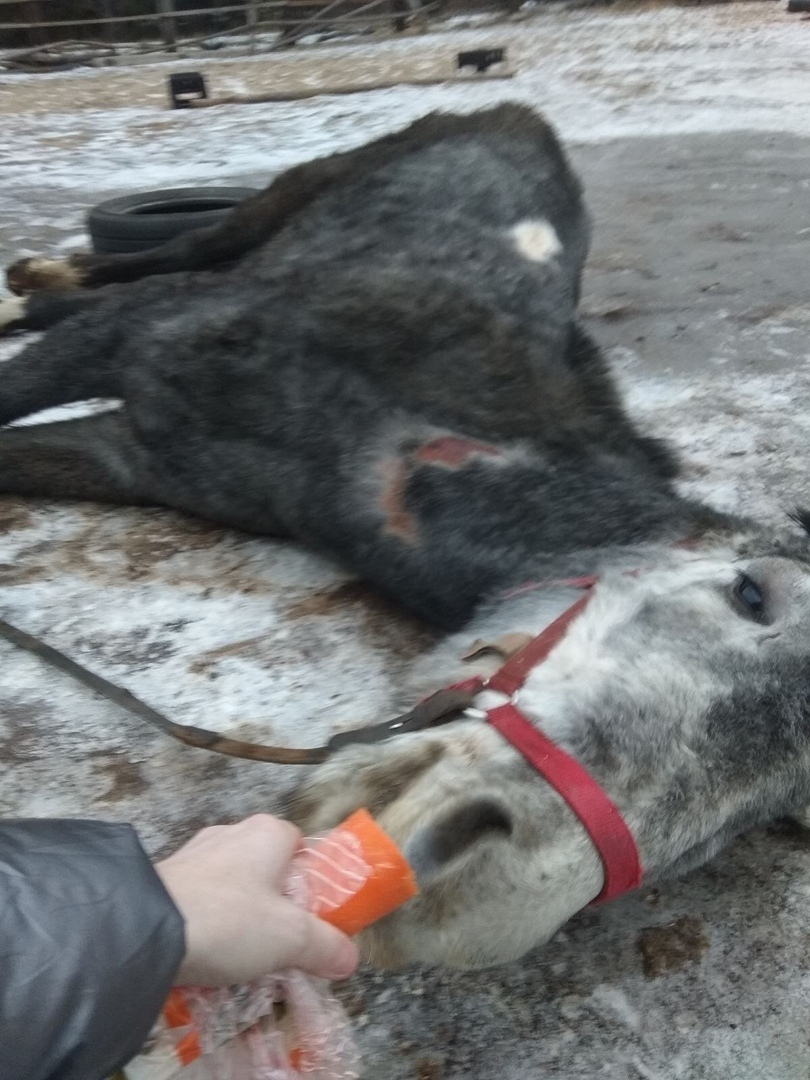 Двух лошадей из «концлагеря» в Дзержинске нашли мертвыми в лесу (ФОТО, ВИДЕО)