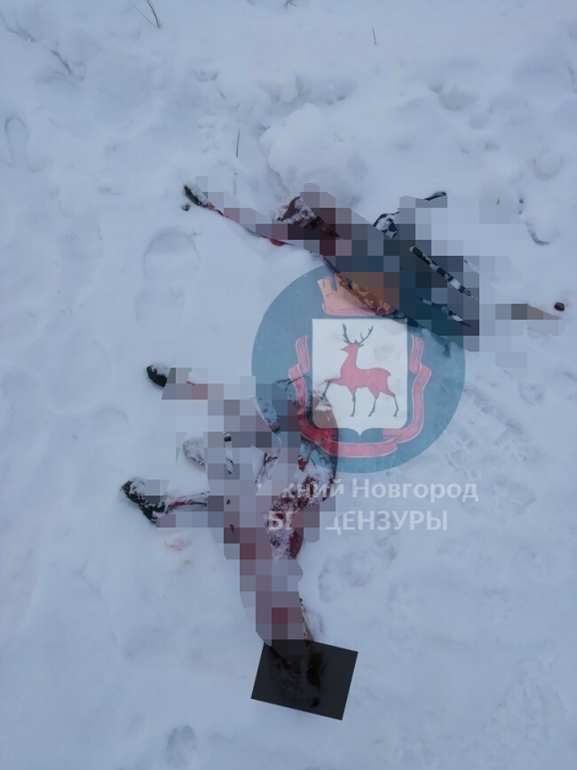 Трупы лисиц обнаружили в Нижегородской области