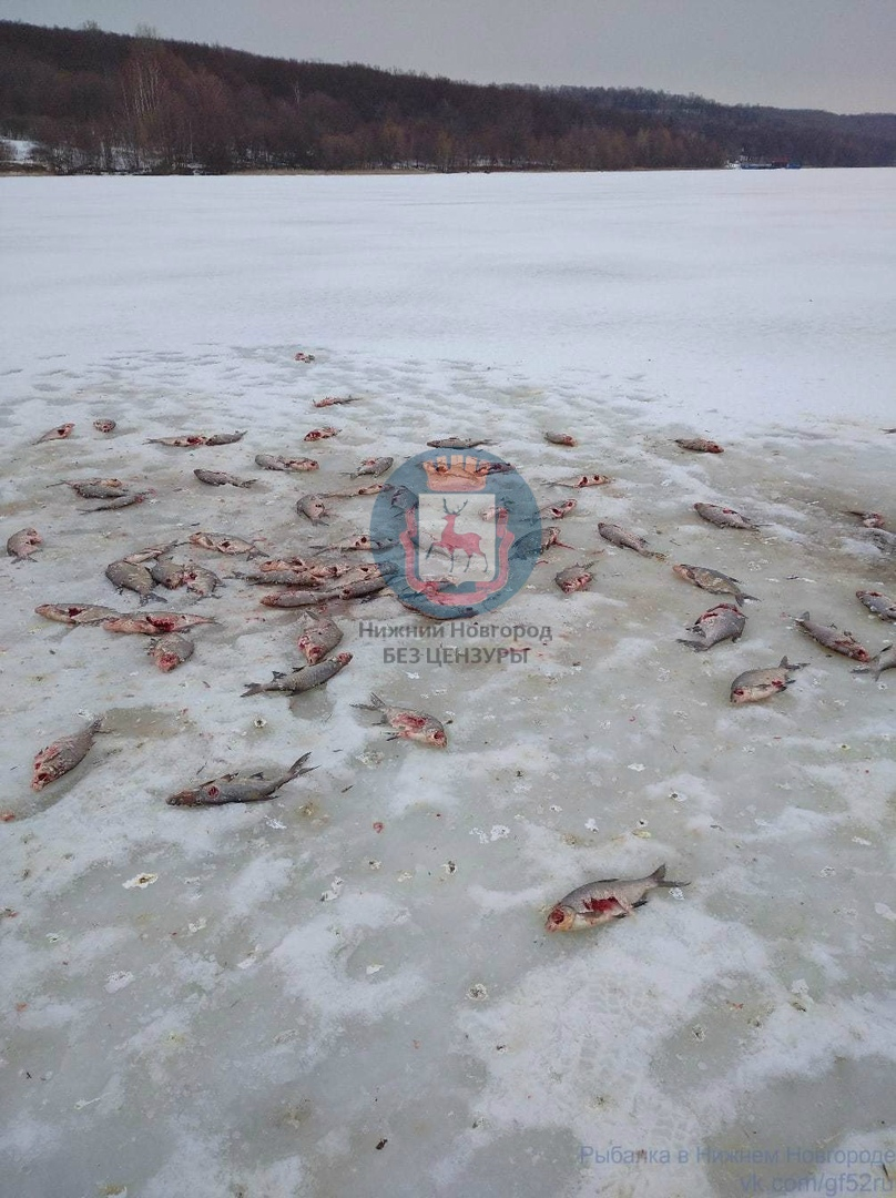 Десятки мертвых рыб нашли на нижегородском озере