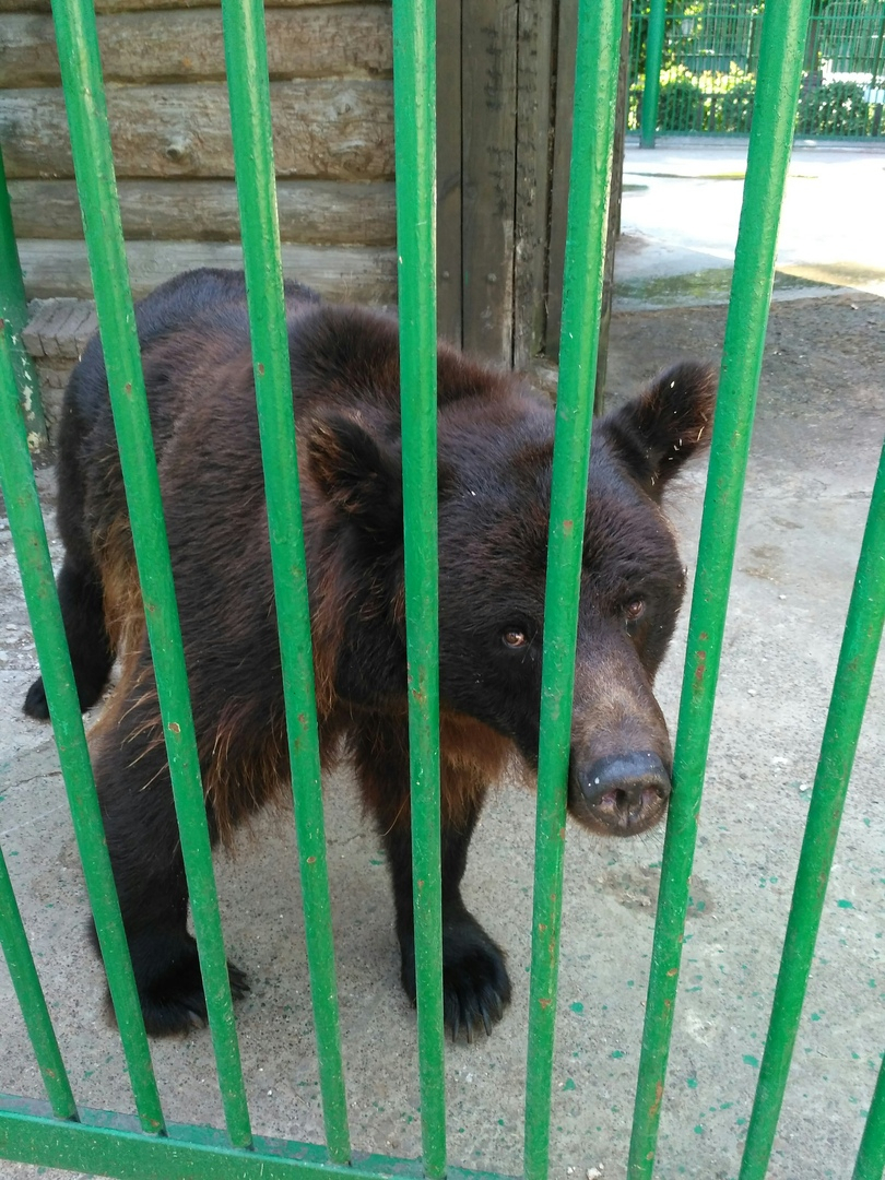 Закрытый зоопарк «Мишутка» оказался приютом для диких животных