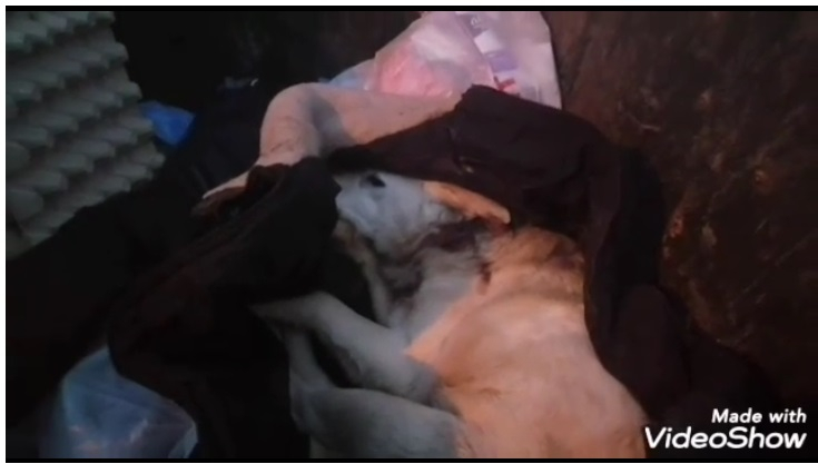 В Нижнем Новгороде неизвестные выкинули собаку со сломанной шеей в мусорный бак (ВИДЕО)