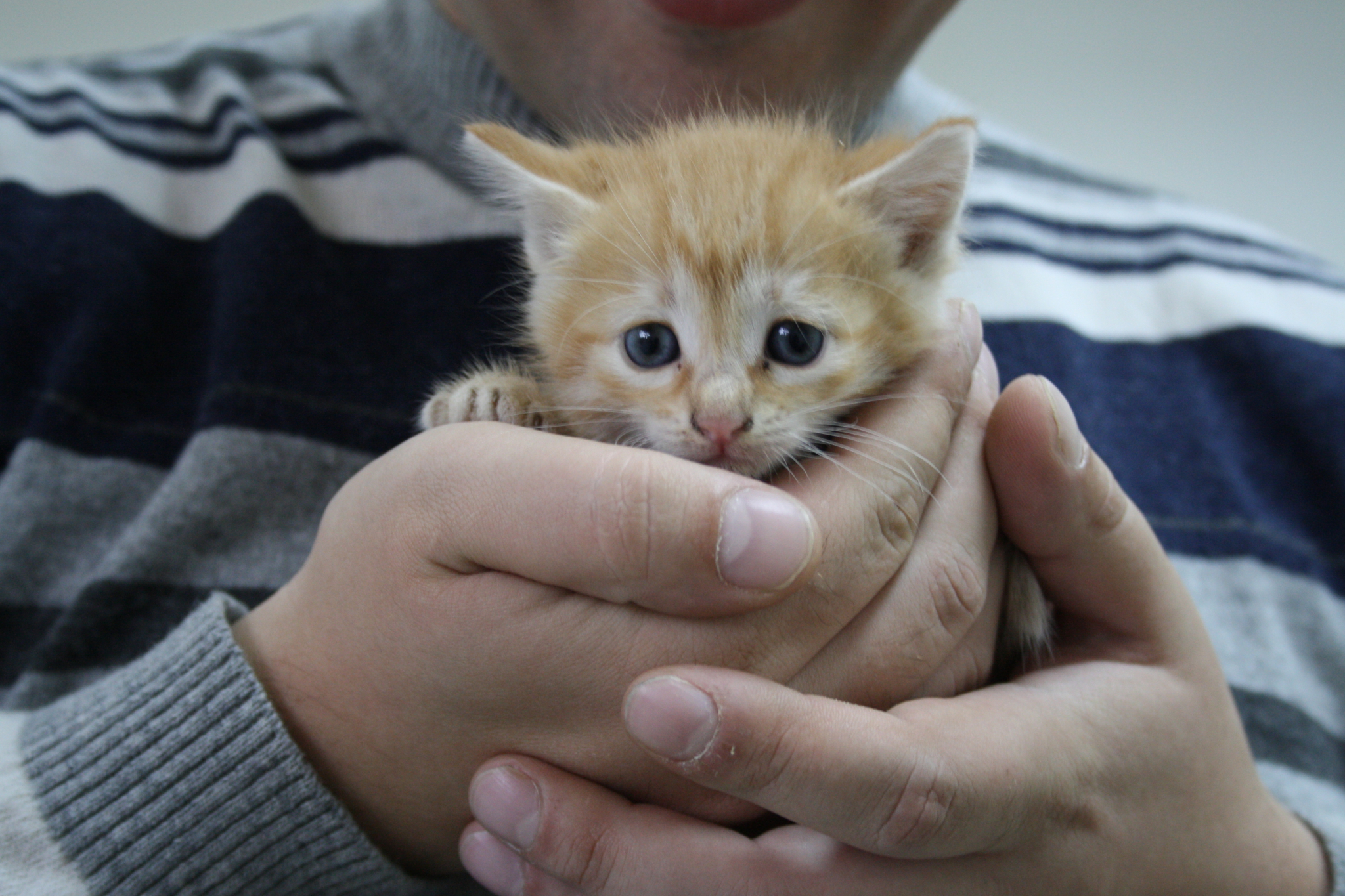 «Можно ли кормить котов, звать врача ребенку»: подборка вопросов нижегородцев о самоизоляции
