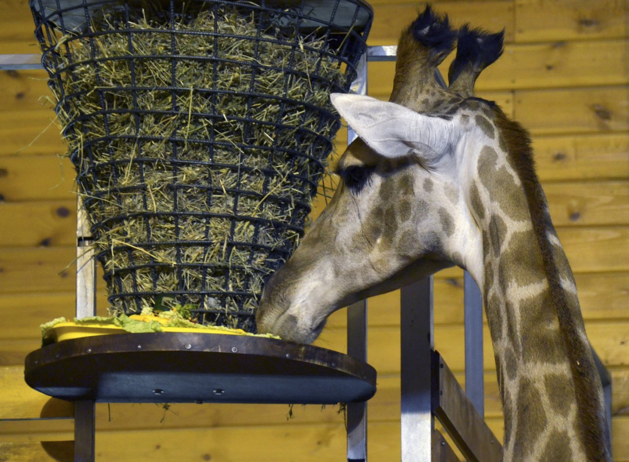 Нижегородские зоопарки получат деньги на корм для животных