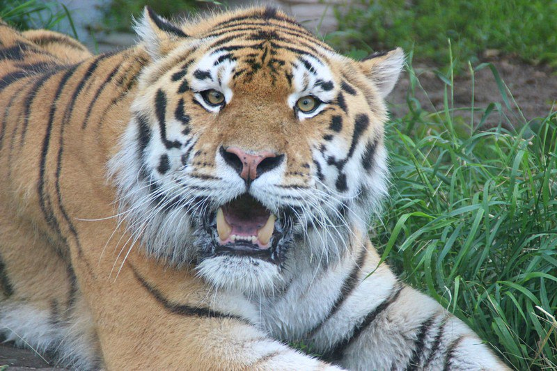 Сколько денег получат нижегородские зоопарки для покупки корма зверям