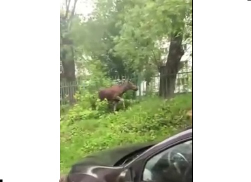 Жителей Нижнего Новгорода переполошила молодая лосиха, бегающая в центре города (ВИДЕО)