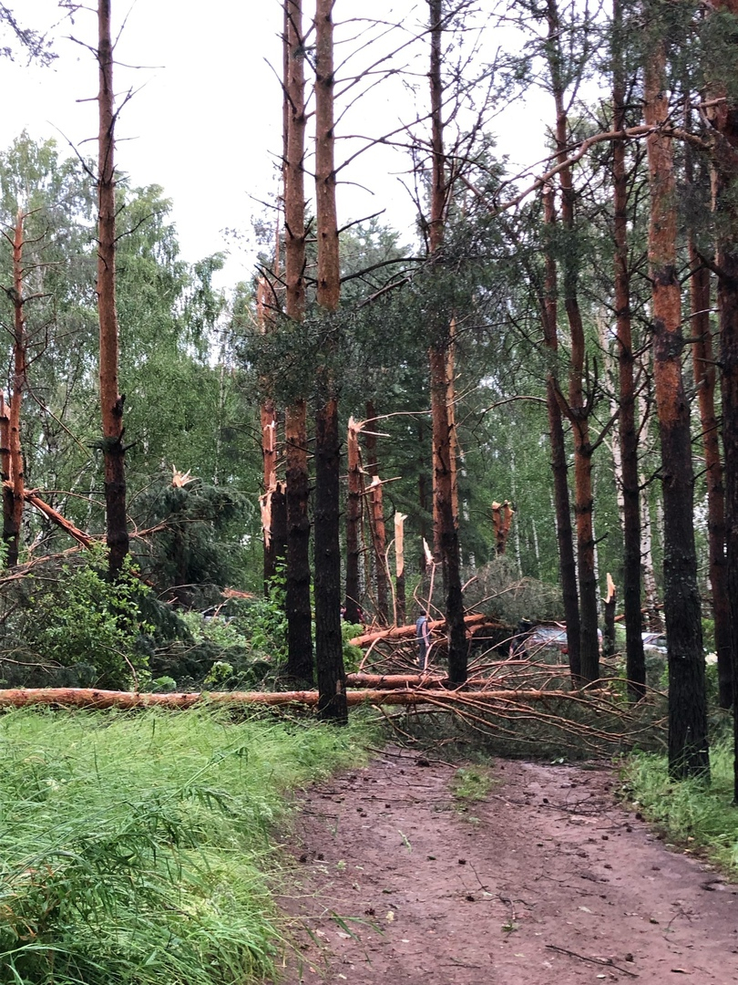 Сильный ветер повалил деревья на несколько машин в Богородском районе (ФОТО)