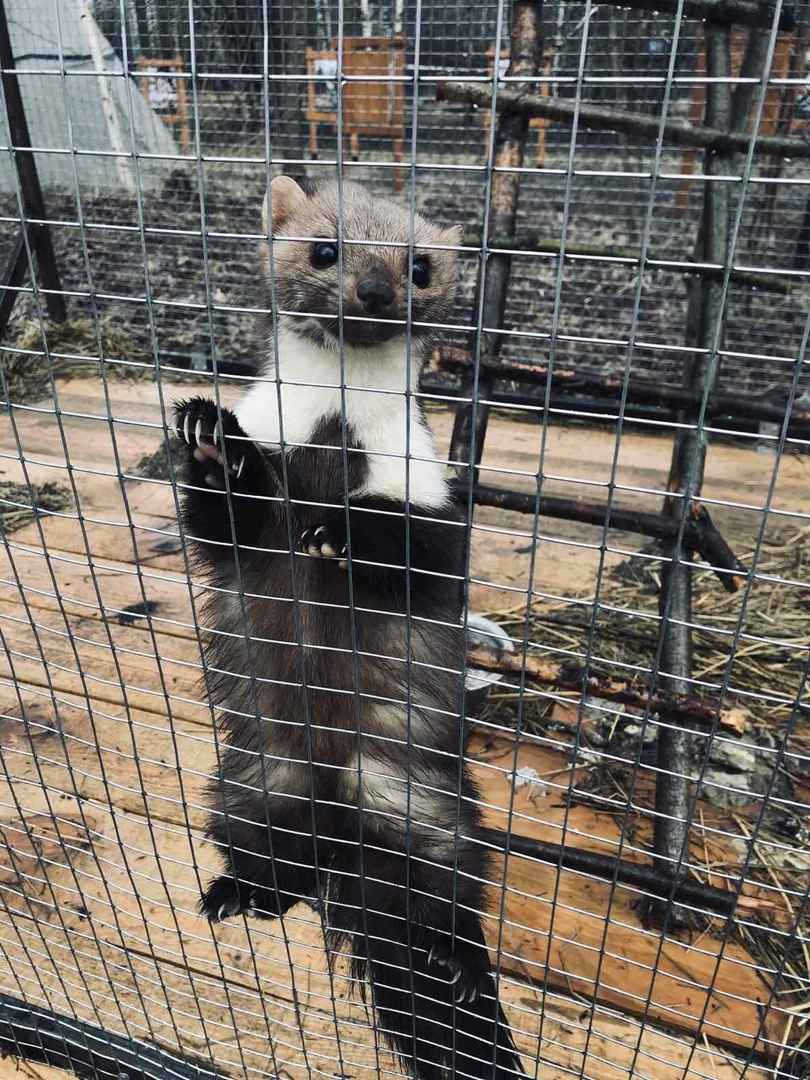 Власти не могут пристроить животных из зоопарка «Мишутка»