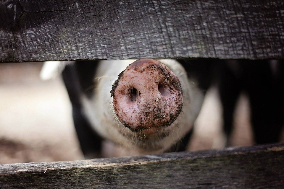 Названа причина вспышки чумы у свиней в Нижегородской области
