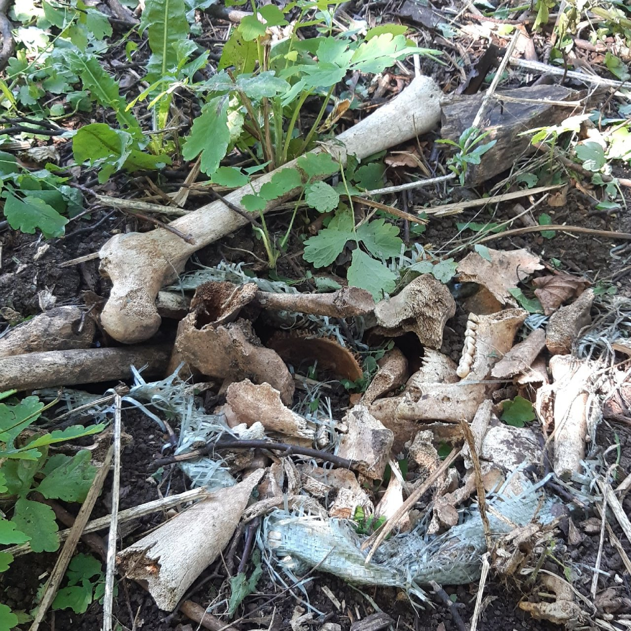 «Челюсть похожа на человеческую»: в парке Кулибина нашли кости