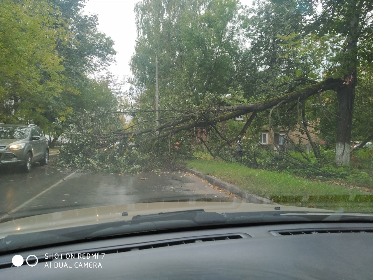 Дерево рухнуло на дорогу на улице Бориса Панина