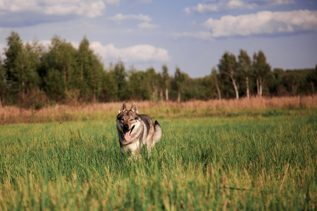 Законный запрет на содержание диких зверей в действии в Нижнем Новгороде