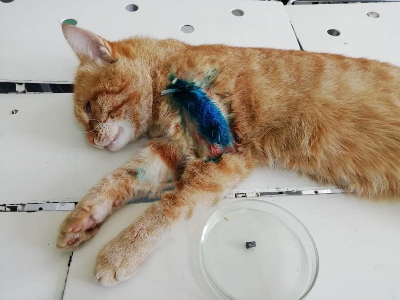 Живодер подстрелил кота из пневматики в Нижнем Новгороде