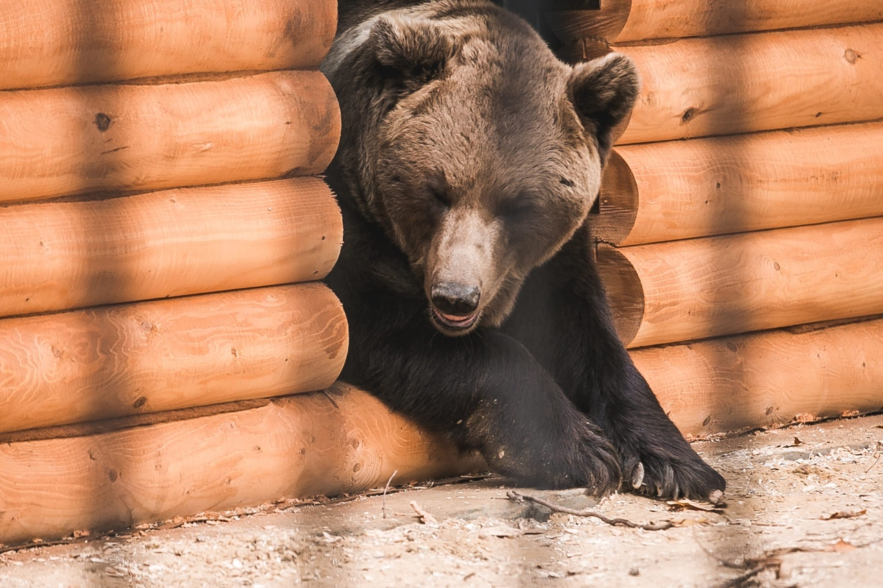 Две волчицы и два медведя переехали из «Мишутки» в балахнинский зоопарк