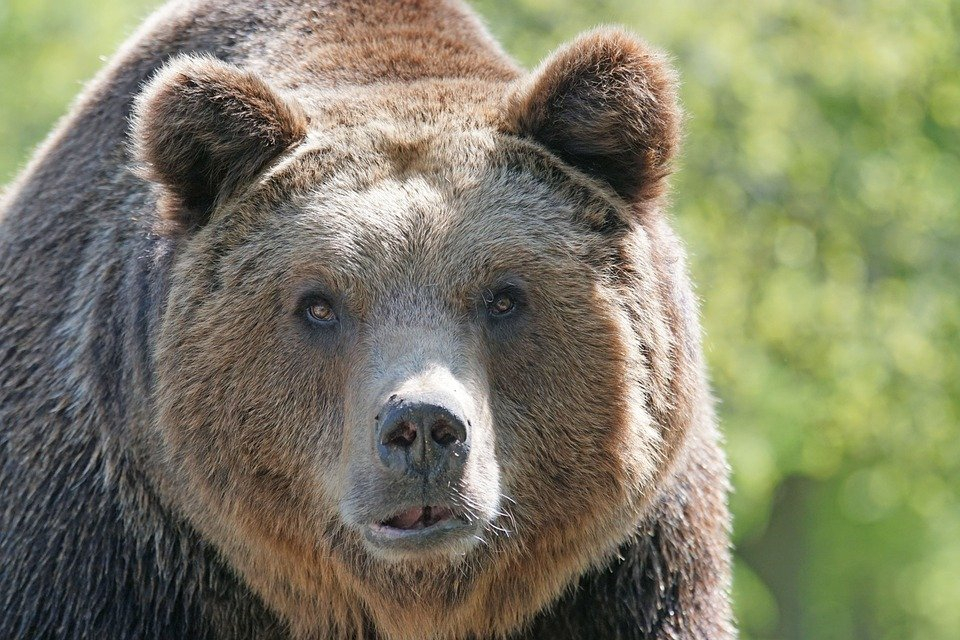 Раненный медведь напал на мужчину в Семенове (ФОТО, ВИДЕО)