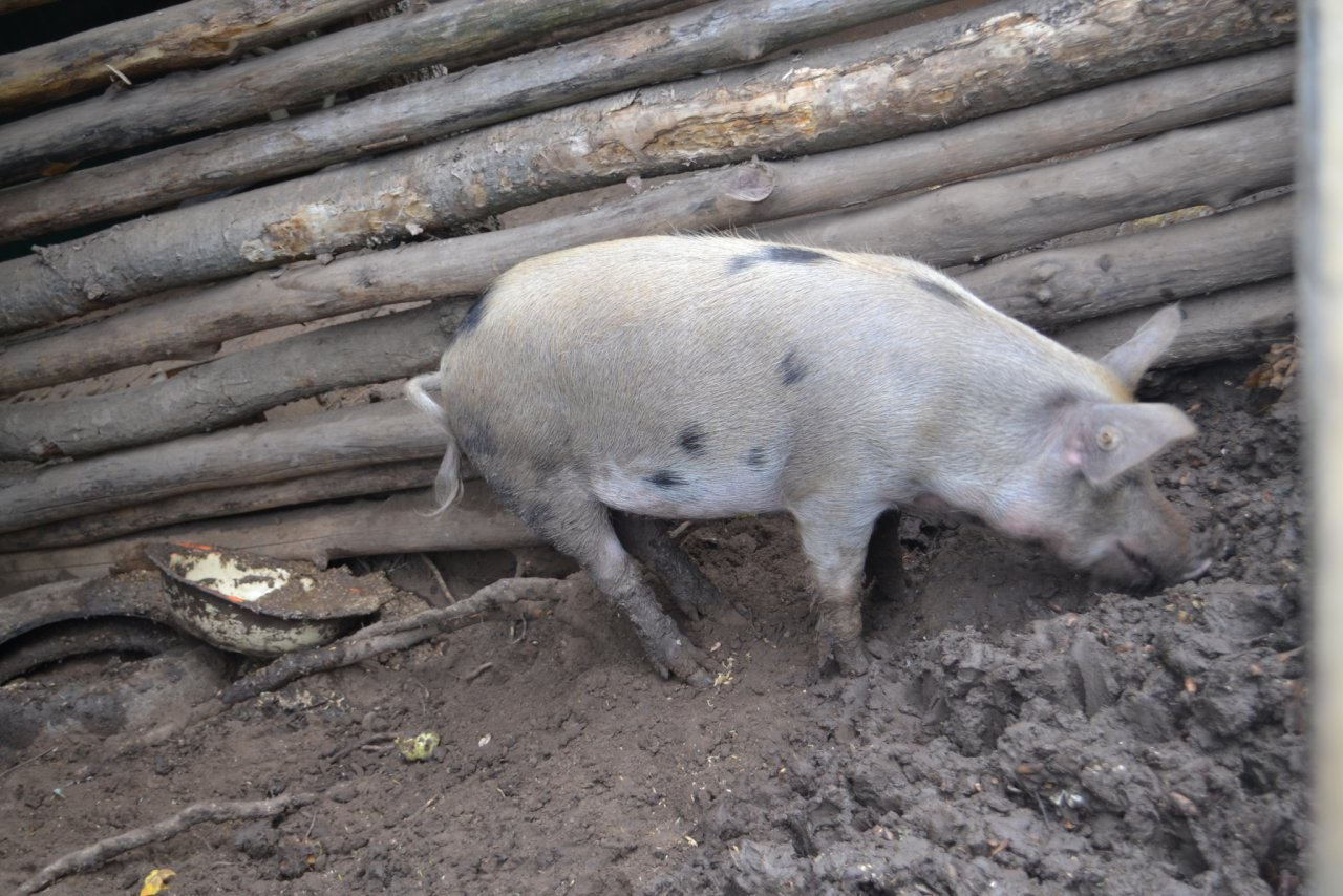 ДНК африканской чумы свиней нашли в охотхозяйстве Спасского района