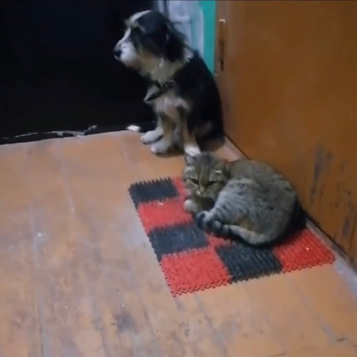 Новые подробности о судьбе пса и кошки, живших под дверью умершей хозяйки в Дзержинске