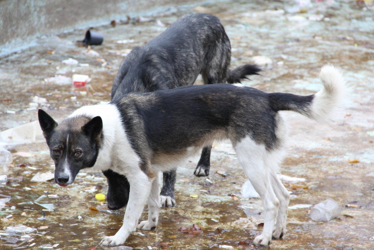 Сотрудница ГАЗа спасает щенков под угрозой увольнения