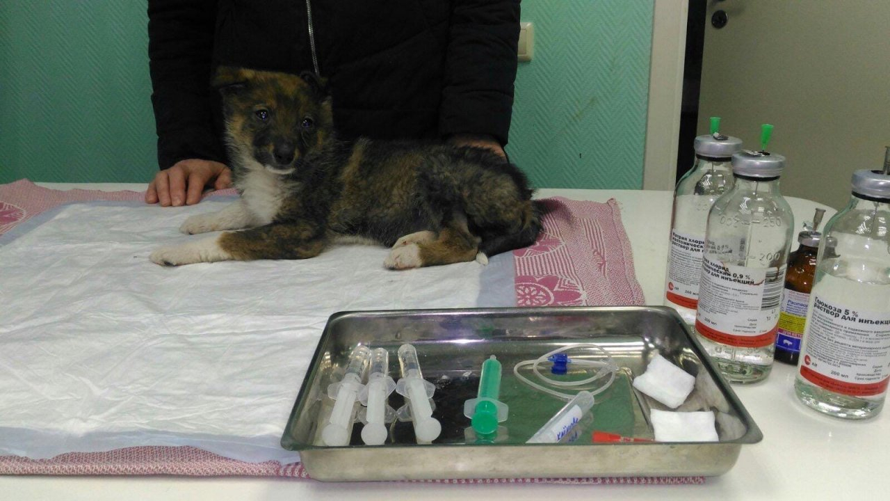 Новые подробности о судьбе щенков, спасенных нижегородкой под угрозой увольнения