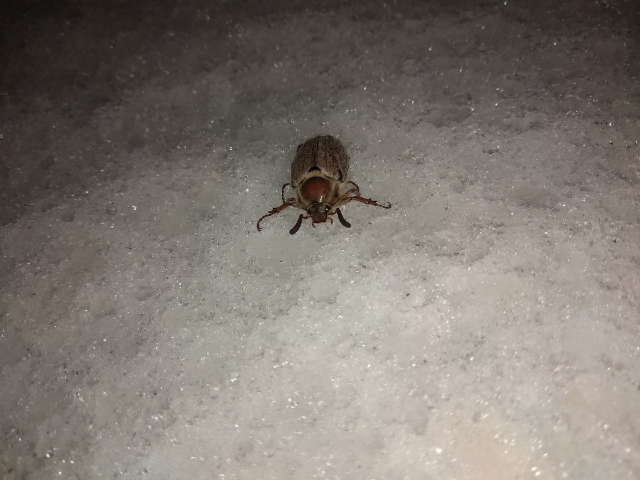 «Теперь я видел все»: в сети появилось фото майского жука, который выполз в январе