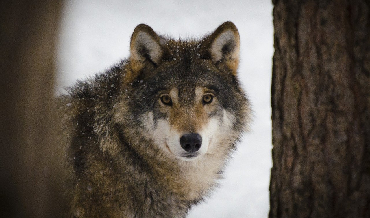 Опытные охотники приехали в Шахунский район для отстрела стаи волков