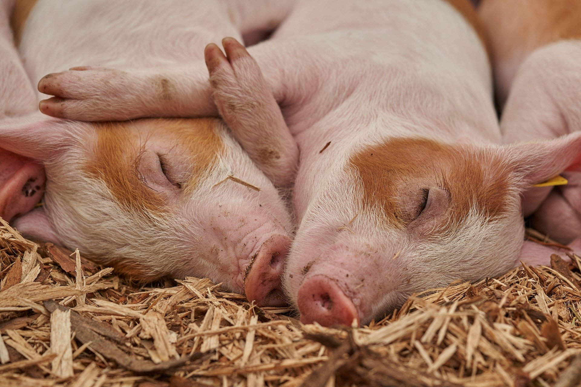 Очаг африканской чумы свиней ликвидировали в Пильнинском районе