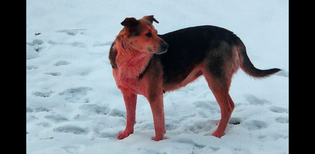 В Дзержинске на смену синим собакам пришли розовые