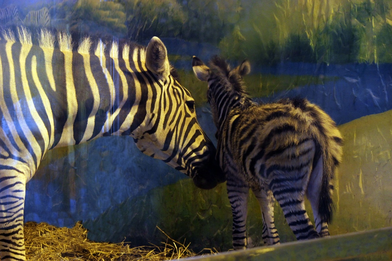 Жители Нижнего Новгорода выберут имя зебре из зоопарка «Лимпопо»