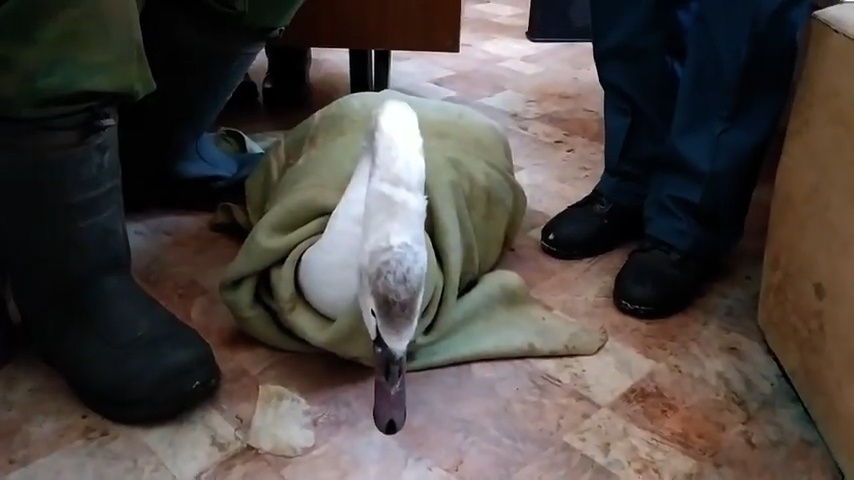 Вмерзшего в лед лебедя освободили спасатели  в Нижегородской области