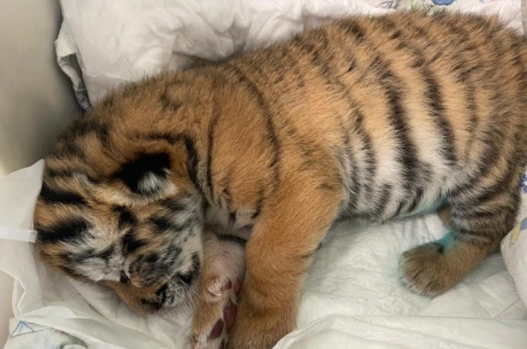 В Нижегородском зоопарке выкармливают тигрёнка, которого не полюбила мать
