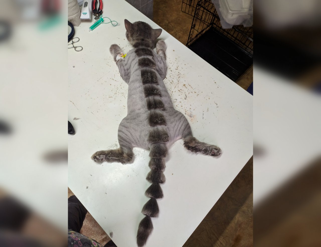 4 фото кота, которого нижегородка превратила в дракона