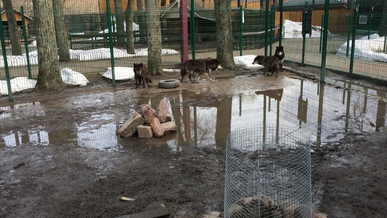 Волки живут в затопленной клетке в одном из нижегородских зоопарков