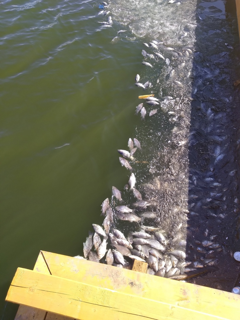 Массовую гибель рыбы зафиксировали в Богородске