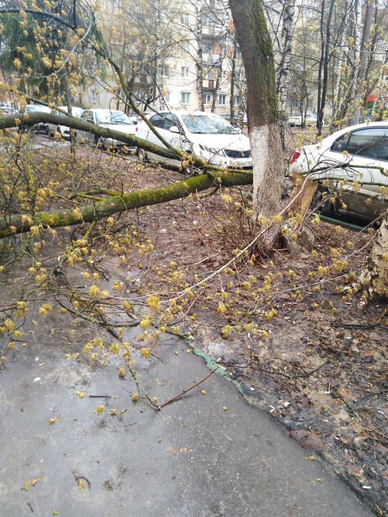 Из-за непогоды в Нижнем Новгороде падали деревья и столбы