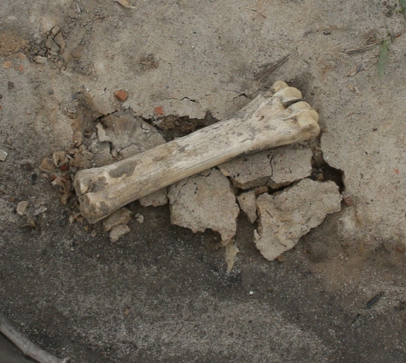 Стало известно, кому принадлежали кости, найденные в строительном мусоре под стенами кремля