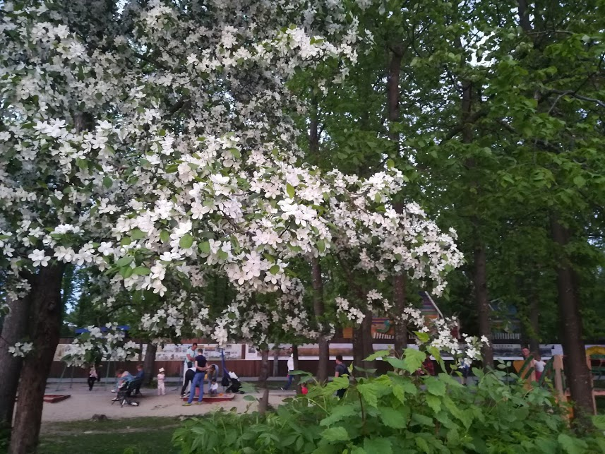 Опубликован список парков и скверов Нижнего Новгорода, которые обработали от клещей