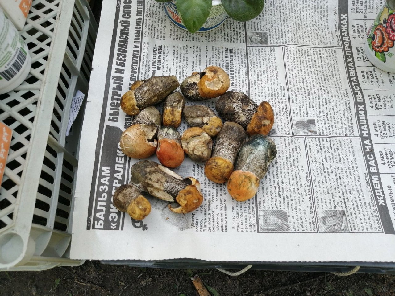 Нижегородцы заявили о рекордно раннем появлении белых грибов