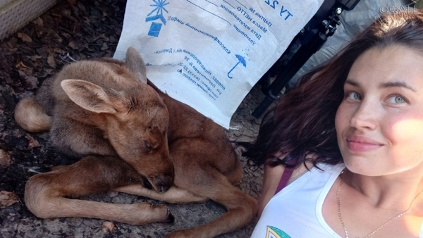 Нижегородка спасла от смерти новорожденного лосенка