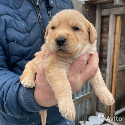 Собака за 160 тысяч рублей продается в Нижнем Новгороде