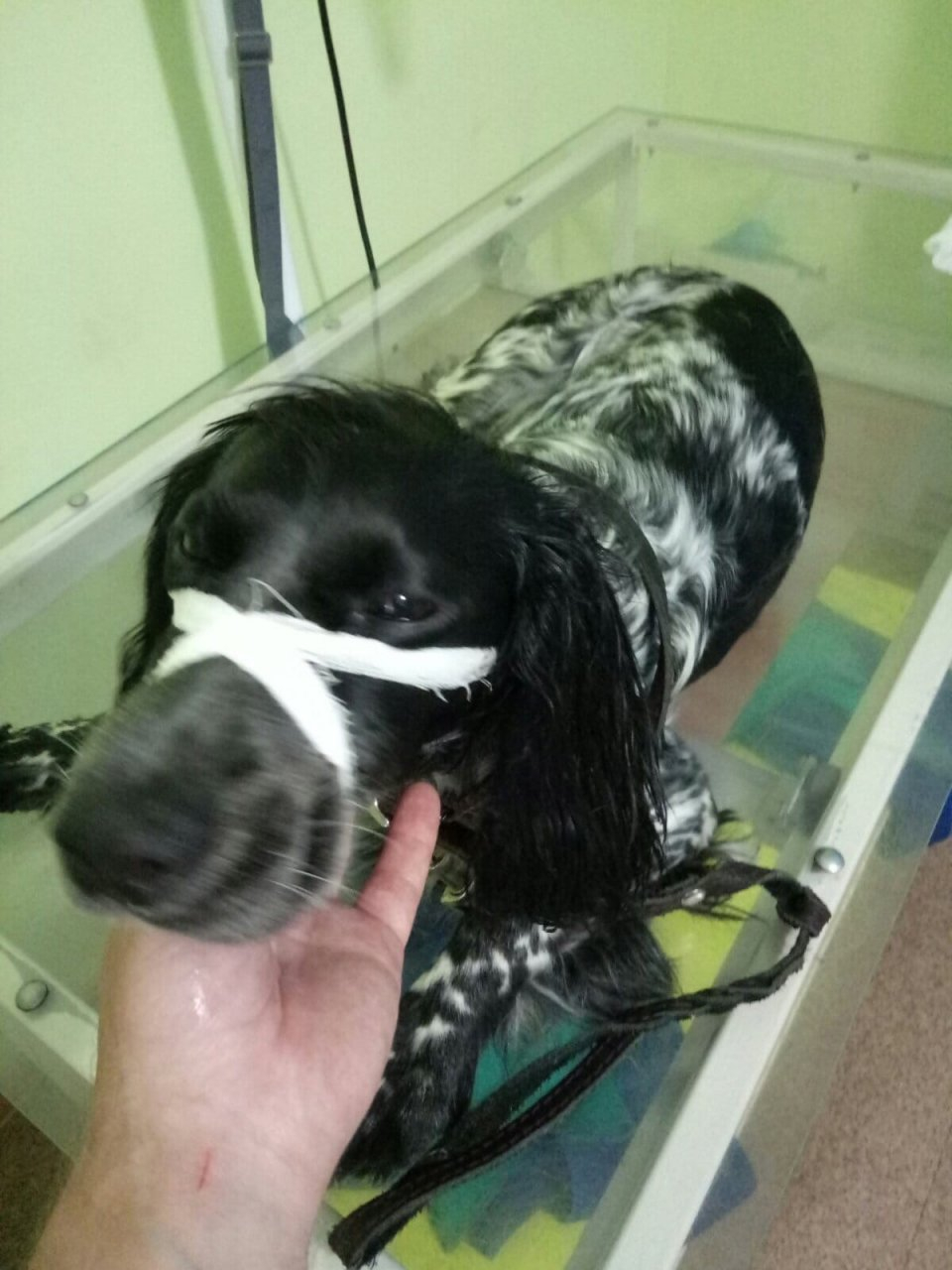 Для воспитания хозяин выбросил собаку с балкона пятого этажа в Новинках