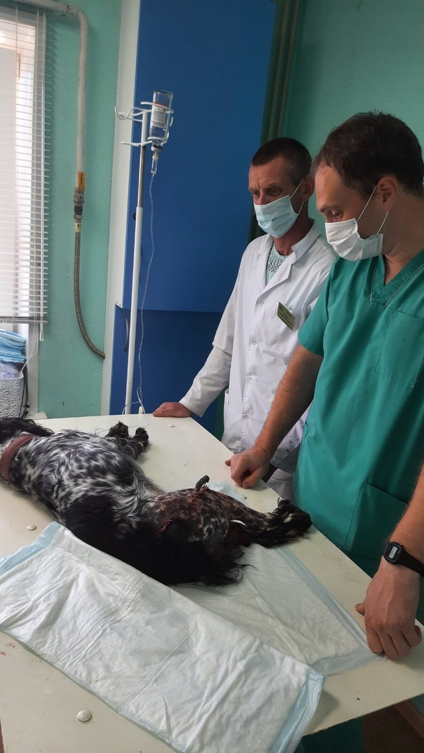 Новые подробности о жестокости нижегородца, выбросившего собаку с пятого этажа