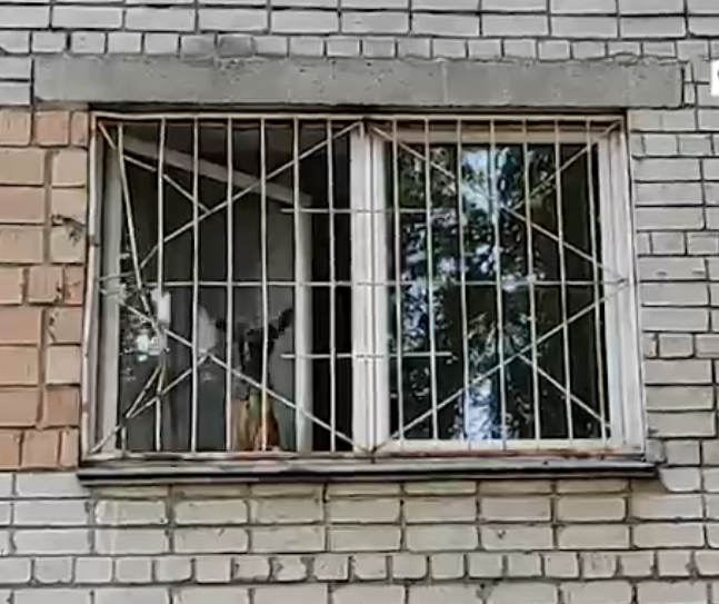 Мужчина спас запертого в квартире без еды и воды щенка на Автозаводе