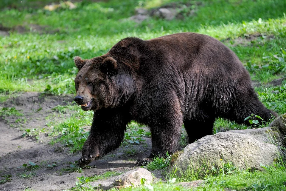 В Нижегородской области открывается сезон охоты на медведя