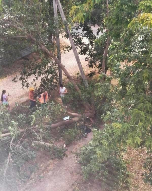 Упавшее от ветра дерево раздавило человека в Нижегородской области